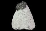 Bargain, Gerastos Trilobite Fossil - Morocco #69116-5